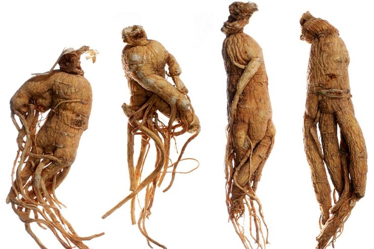 raíz de ginseng para a ampliación do pene